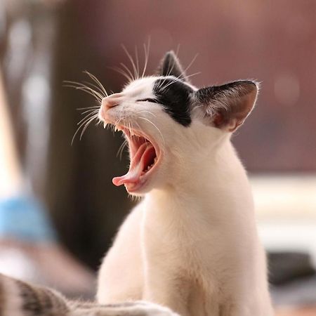 猫と断食の宿 Cat Inn Neko Kunisaki 外观 照片