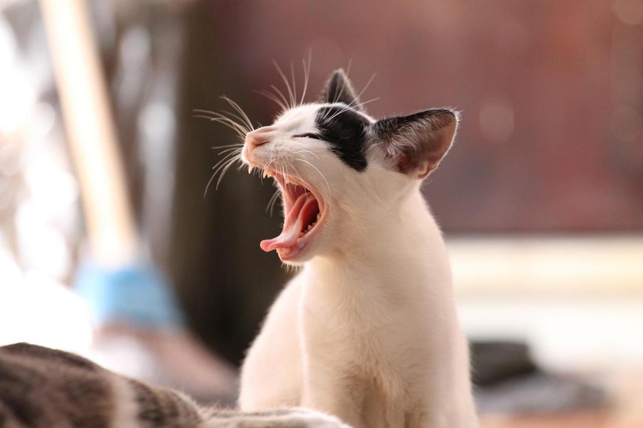 猫と断食の宿 Cat Inn Neko Kunisaki 外观 照片