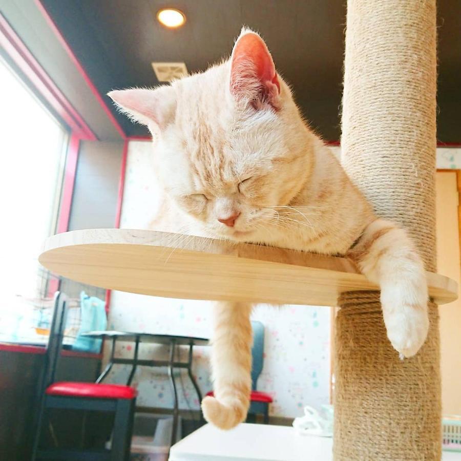 猫と断食の宿 Cat Inn Neko Kunisaki 外观 照片